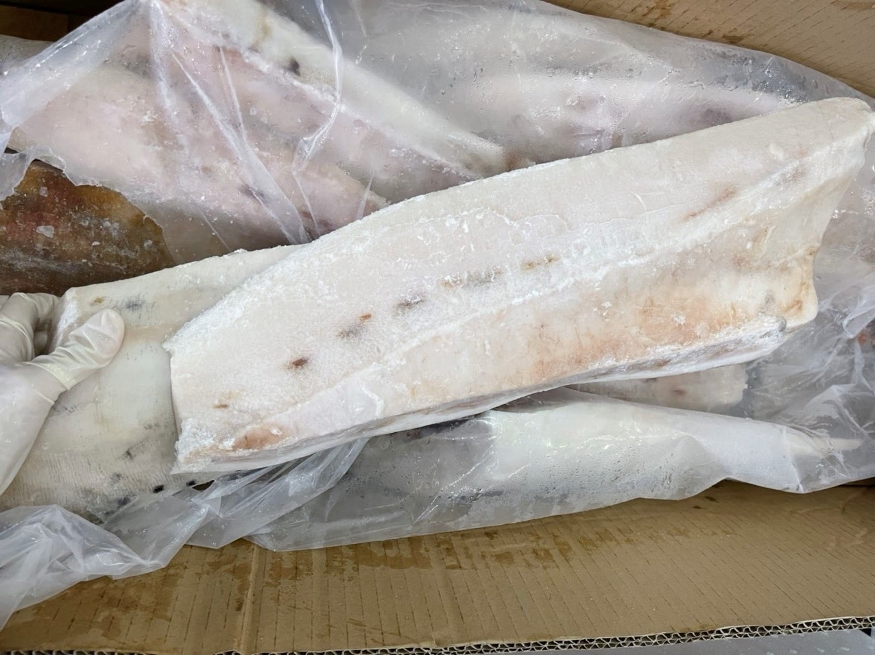 Bảo quản bụng cá cờ kiếm trong tủ lạnh hoặc tủ đông Bảo quản bụng cá cờ kiếm trong tủ lạnh hoặc tủ đông