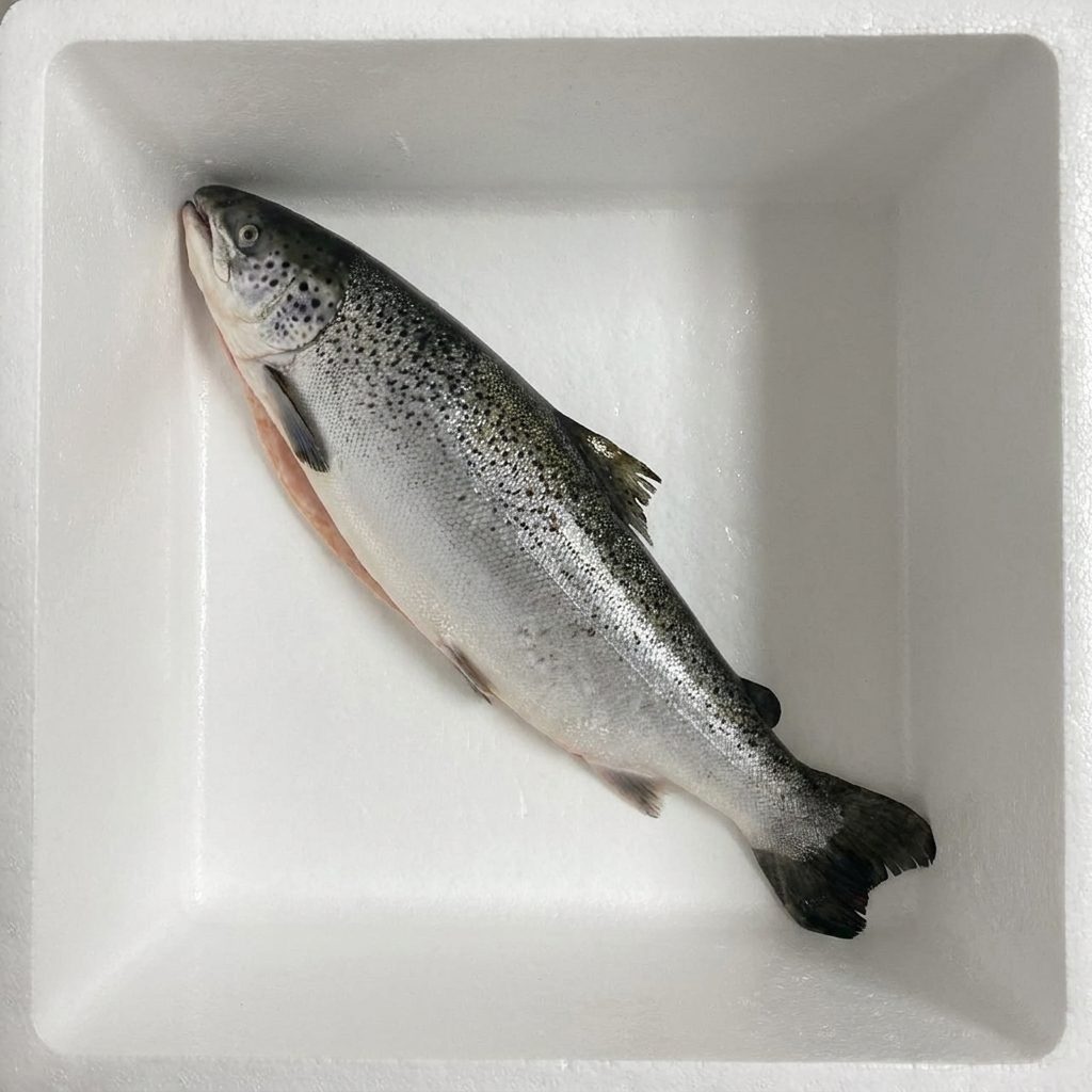 ca-hoi-tuoi-uc-5 Cá Hồi Úc tươi – ảnh 5